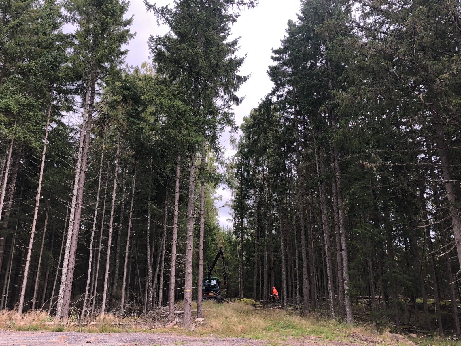 A man working in the forest A man working in the forest